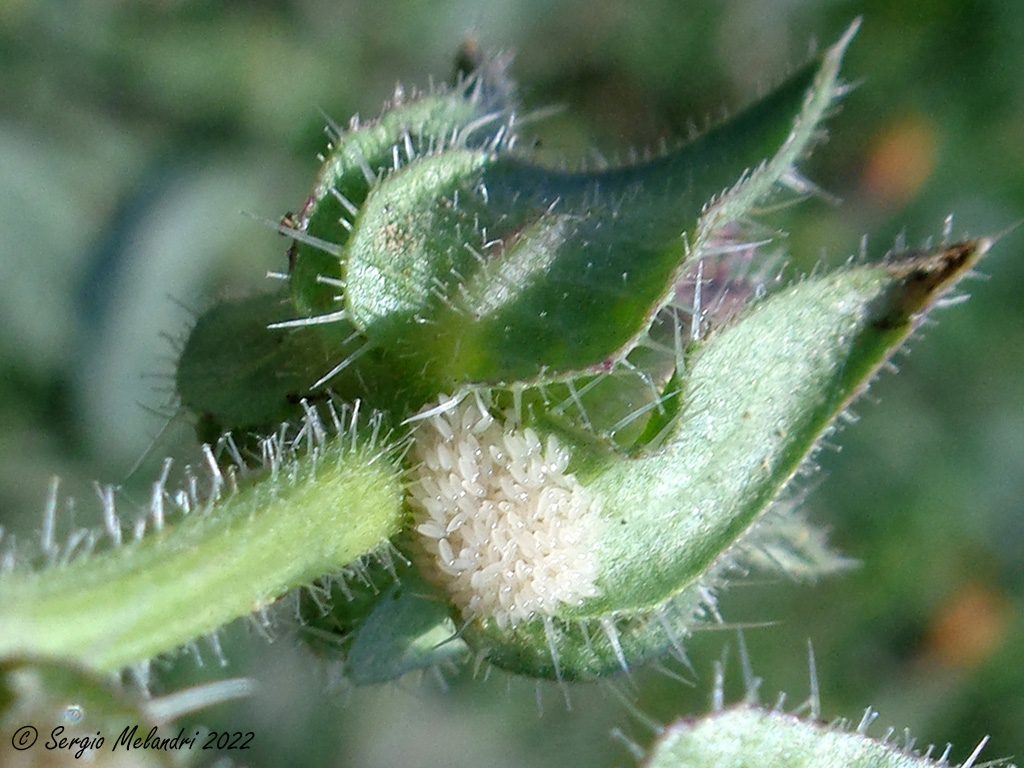 Euzonitis quadrimaculata - uova e triungulini